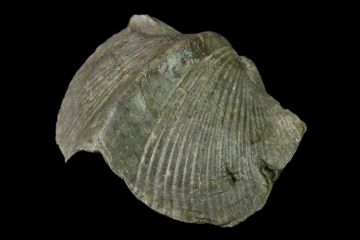 Pyrite Replaced Brachiopod (Paraspirifer) Fossil - Ohio #135562